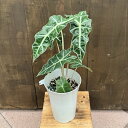 おしゃれ 観葉植物：アロカシア ポリー*5.5号 プラポット Alocasia 'Polly'