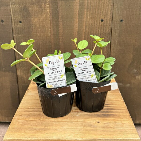 観葉植物 苗：ペペロミア ホープ*2個セット Peperomia