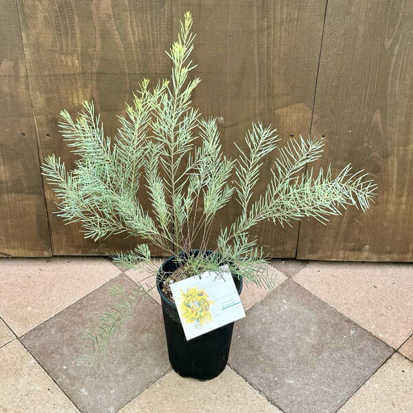 品種選べる 観葉植物：アカシア*6号 Acacia　カルトラフォラミス スノーウィーリーバー ブリスベン ブルーブッシュ フロリバンダ ポダリリーフォリア
