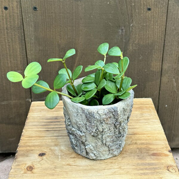 観葉植物 苗：ペペロミア ホープ*鉢カバー Peperomia