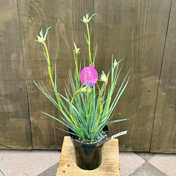 おしゃれ 観葉植物 鉢花：カンガルーポー オージースピリット*イエローグリーン 5号 プラポット