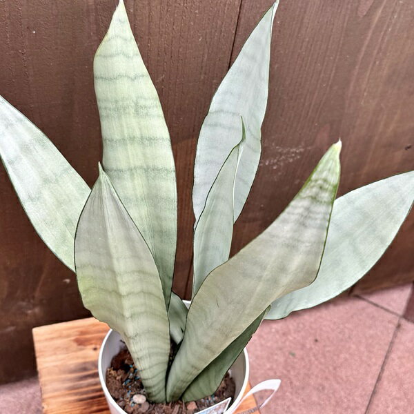 ������졡���տ�ʪ�����󥹥٥ꥢ �ࡼ�󥷥㥤��*���󥻥٥ꥢ �ץ�ݥå�