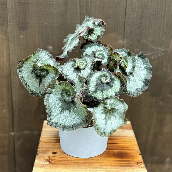 おしゃれ　観葉植物：レックスベゴニア エスカルゴ*5号　Begonia