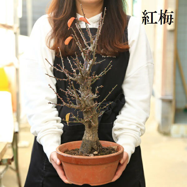 苗：梅（特大）*（紅梅・白梅）7号素焼き鉢＜2026年早春開花予定＞　うめ ウメ