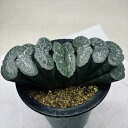 多肉植物：ハオルチア 玉扇 大縄 幅15cm 現品！一品限り