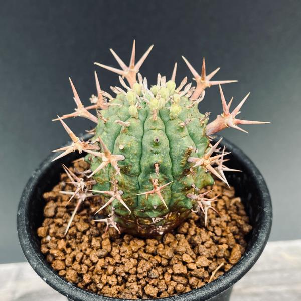 多肉植物：ユーフォルビア　ステリスピナ　群星冠*幅3.5cm