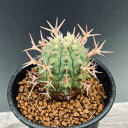 多肉植物：ユーフォルビア ステリスピナ 群星冠 幅3.5cm