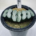 多肉植物:ハオルチア 玉扇 塚原氏実生SG1*幅10cm 現品!一品限り