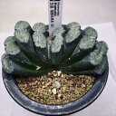 多肉植物:ハオルチア 玉扇 塚原氏実生SG1*幅11cm 現品!一品限り