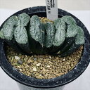 多肉植物：ハオルチア 玉扇 T51 幅10cm 現品！一品限り