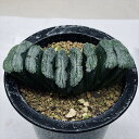 多肉植物：ハオルチア 玉扇 T51 幅11cm 現品！一品限り