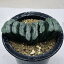 多肉植物：ハオルチア　玉扇　T51*幅11cm　現品！一品限り