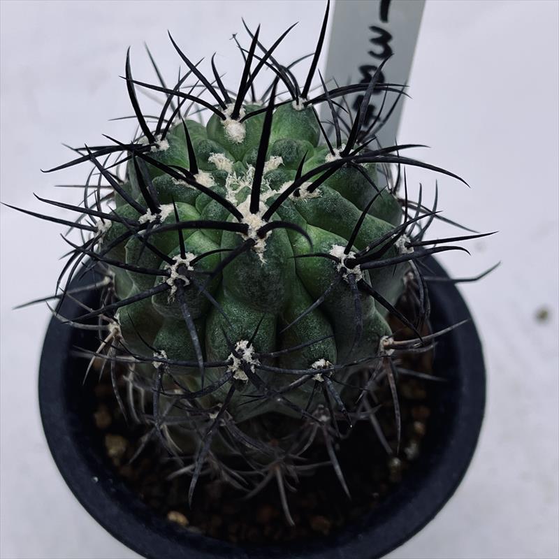 サボテン：ネオポルテリア　暗黒玉 実生*幅5cm　現品！一品限りのサムネイル