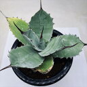 多肉植物:アガベ ナサビオラム*幅20cm