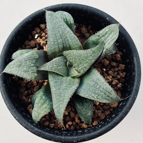 多肉植物：ハオルチア デケナヒー*幅7.5cm