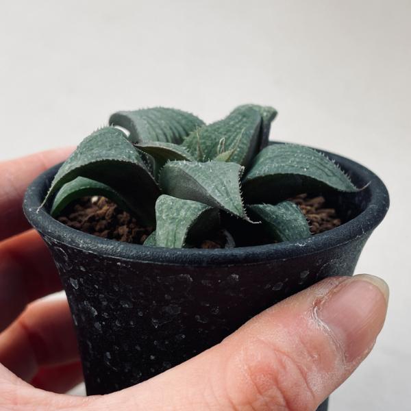 多肉植物：ハオルチア デケナヒー*幅7.5cm