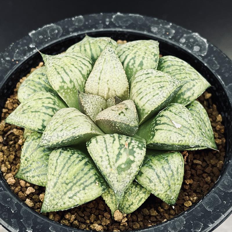 多肉植物：ハオルチア 関西系モザイクピクタ*幅7.5cm　現品！一品限り