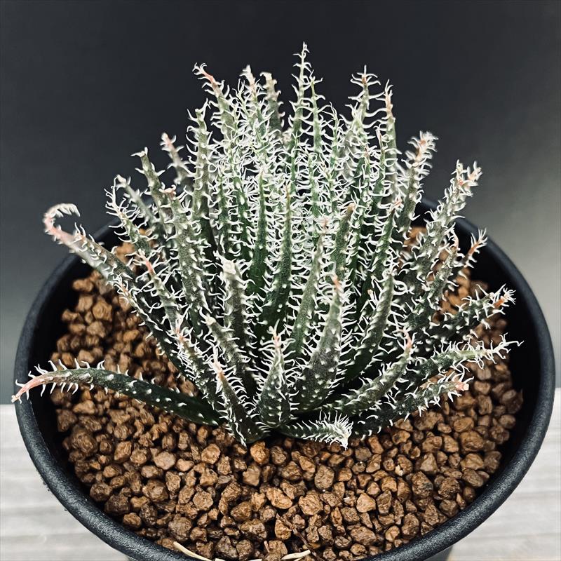 多肉植物：アロエハオルチオイデス*...