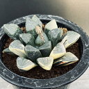 多肉植物:ハオルチア 大型鮮明黄色斑 コレクタ錦(KI-C)*幅9cm 現品 一品限り