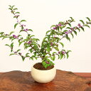 小品盆栽：紫式部*(瀬戸焼白丸鉢)送料無料bonsai