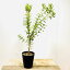 観葉植物 鉢花 苗:バンクシア ベルティシラータ*アルバニーバンクシア 5号