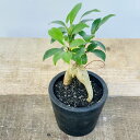 おしゃれ 観葉植物:ガジュマル*黒プラ