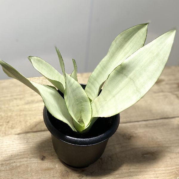 おしゃれ　観葉植物：サンスベリア　シルバーキング*5号 プラポット