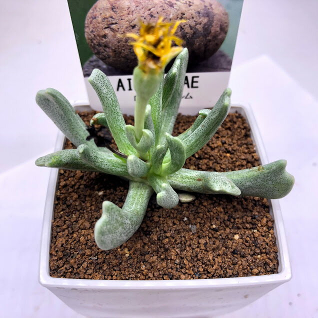 多肉植物：メセン　ロンボフィルム*幅7cm