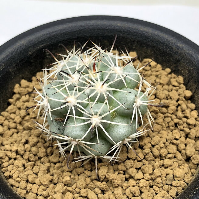 サボテン：マミラリア　白刺蓬莱宮　実生*幅3.5cmのサムネイル