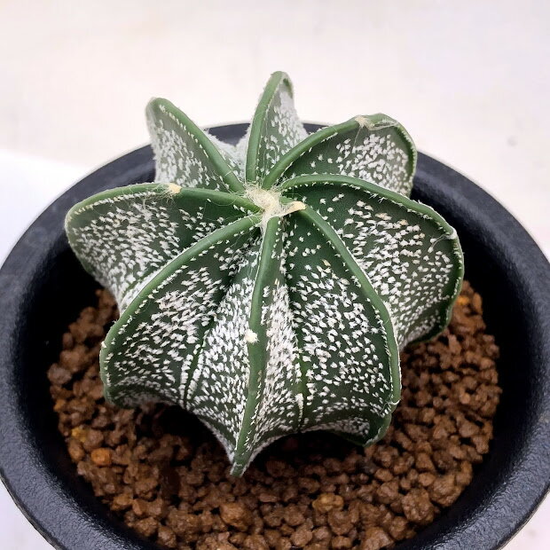 サボテン：アストロフィツム 大鳳玉 実生*M 幅4.5cmのサムネイル