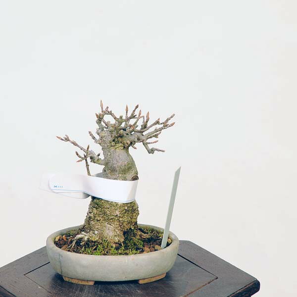 盆栽:楓 現品*かえで カエデ Kaede b...の紹介画像2
