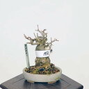 ~́F@i*Ł@JGf@Kaede bonsai Acer ~j~