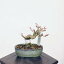 盆栽：楓　現品*かえで　カエデ　Kaede bonsai Acer ミニ盆栽