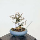 ~́F@i*Ł@JGf@Kaede bonsai Acer ~j~