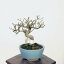 盆栽：こまゆみ　現品*コマユミ　Komayumi bonsai Euonymus alatus　小品盆栽