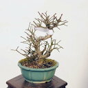 ~́F܂݁@i*R}~@Komayumi bonsai Euonymus alatus@i~