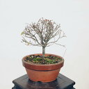 盆栽：欅(けやき)　現品*ケヤキ Zelkova serrata　Keyaki bonsai 小品盆栽