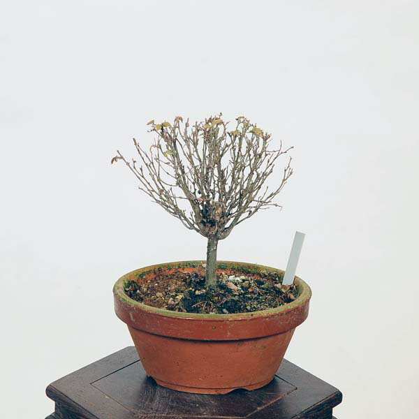 ߺϡݰ(䤭)*䥭 Zelkova serrataKeyaki bonsai ߺ