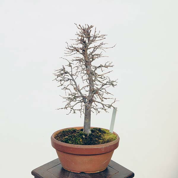 ߺϡݰ(䤭)*䥭 Zelkova serrataKeyaki bonsai ߺ