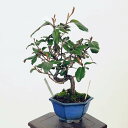 ~́F݁@i*JO~@Kangumi bonsai Elaeagnus@i~