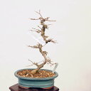 ~́Fɂ@i*Ł@JGf@Kaede bonsai Acer i~