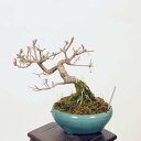 盆栽：小紫式部(こむらさきしきぶ)現品*ムラサキシキブ　Komurasakishikibu bonsai Callicarpa japonica小品盆栽