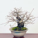 盆栽 特選：老爺柿 現品 ろうや柿 ロウヤ柿 Diospyros rhombifolia rouyagaki bonsai 小品盆栽