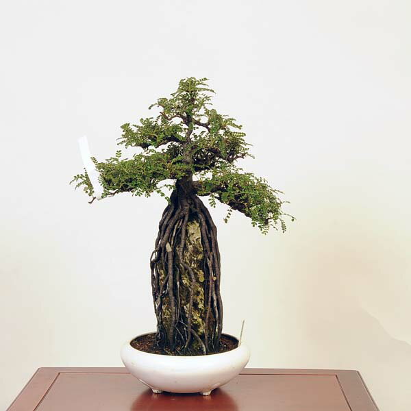 盆栽：磯山椒石付(いそざんしょう)現品*サンショウ　Isozansyo　Osreomeles anthyllidifolia var. subrotunda中品盆栽