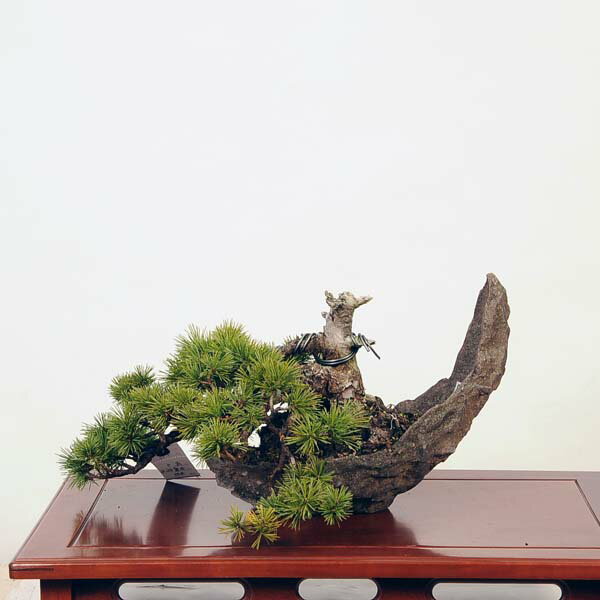 盆栽 特選：五葉松*現品 ごようまつ　ゴヨウマツ　Goyoumatsu bonsai 中品盆栽