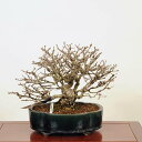 ~ IFі؁ijVLMj*i ɂ@Euonymus alatus@Nishikigii bonsai i~