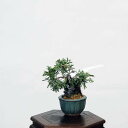 ~́F^Εt i* ς@VpN Sabina chinesis@Shinpaku bonsai ~j~