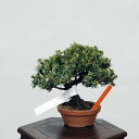 ~́Fm(Ƃ傤)@i*gVE Juniperus rigida Tosyo bonsai~j~