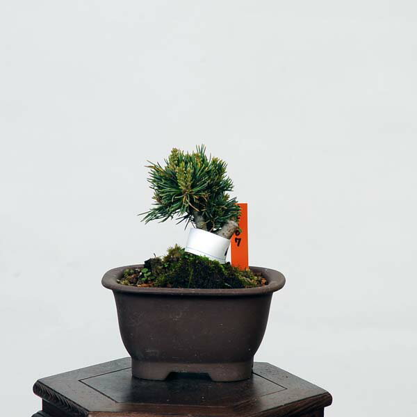 盆栽：五葉松(明星)*　現品 ごようまつ　ゴヨウマツ　Goyoumatsu bonsai 小品盆栽