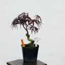 盆栽素材苗：紅七五三紅葉　現品　*もみじ　モミジ　Acer momiji bonsai 小品盆栽